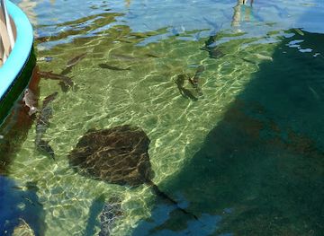 alabama/dauphin-island/bar/alabama-aquarium-at-the-dauphin-island-sea-lab