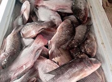 zambia/lake-kariba/bar/sky-blue-bar-and-night-club