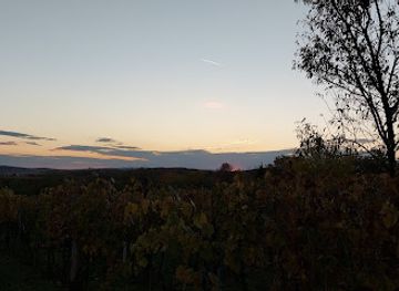 hungary/vertes-mountains/bar/sepsi-vineyard