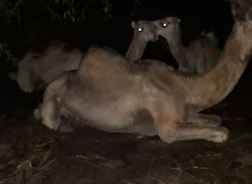 somalia/lughaya-beach/bar/xarunta-canaha-geelka-saciid-foorshe