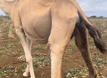 somalia/bakool/bar/hudur