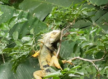 puerto-rico/vieques-island/bar/bar-cafetin-el-puente