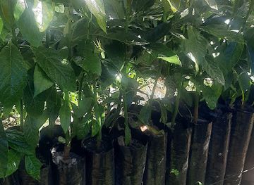 guatemala/pacaya-volcano/bar/dond-vinny