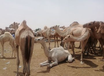 mauritania/adrar/bar/visit-mauritania-tours