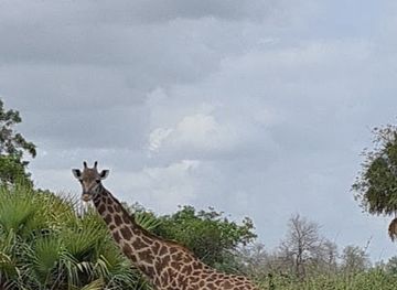 tanzania/selous-game-reserve/bar/nyerere-national-park-selous-game-reserve