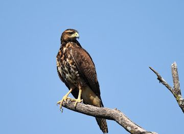 paraguay/pantanal/bar/wildlife-paraguay