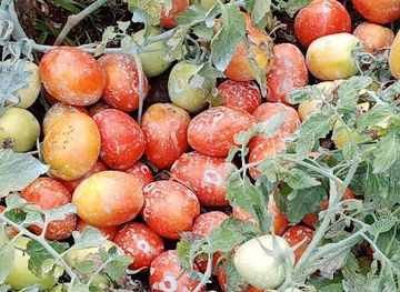 cameroon/bouba-njida-national-park/bar/sam-s-flavour