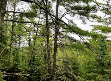 minnesota/voyageurs-national-park/bar/voyageurs-forest-overlook