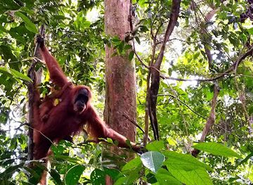 indonesia/bukit-lawang/bar/yaahowu