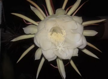 burundi/rusizi-national-park/bar/black-white