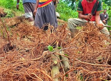 fiji/labasa/bar/one-love-kava