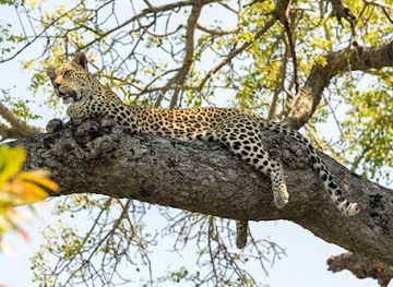 south-africa/blyde-river-canyon-nature-reserve/bar/londolozi-private-game-reserve