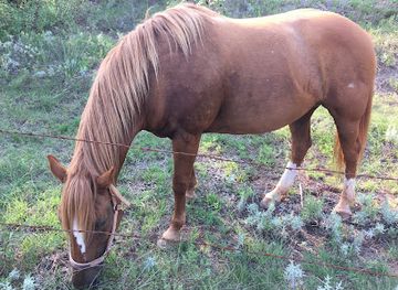 oklahoma/roman-nose-state-park/bar/roman-nose-state-park-stables