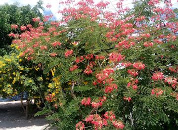 brazil/agreste/bar/bar-porteira-azul