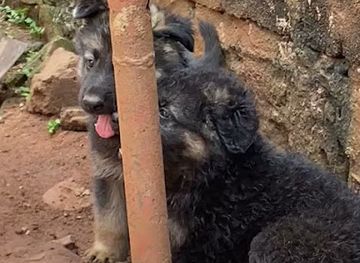 mali/gao/bar/rotisserie-la-paix-gao