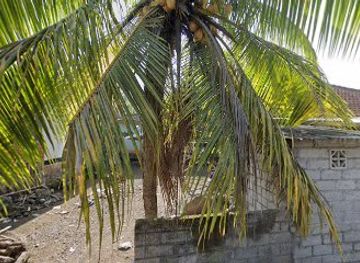 indonesia/west-nusa-tenggara/bar/balin-ca-is