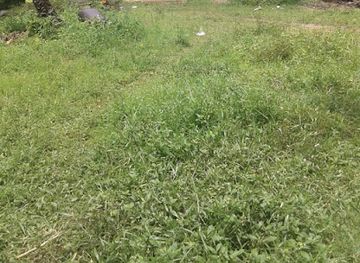 india/goa/colva/bar/alvernaz-s-amarthony-bar