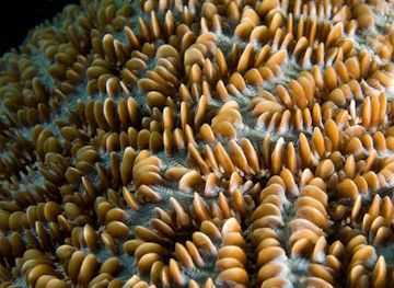 timor-leste/manatuto/bar/black-rock-dive-site