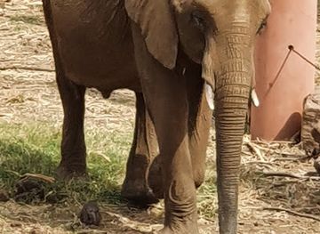 mali/sahel/bar/zoo-national-du-mali