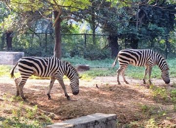 india/patna/sanjay-gandhi-jaivik-udyan/bar/sanjay-gandhi-biological-park-patna