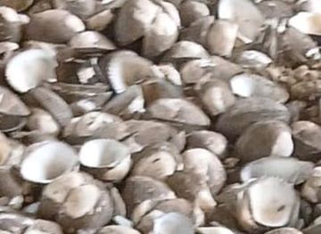 panama/embera-wounaan-comarca/bar/l-la-consentida