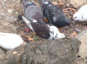 jamaica/john-crow-mountains/bar/ninja-bar