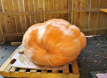 illinois/springfield/bar/the-penny-bar