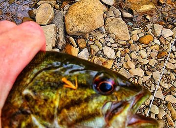 west-virginia/dolly-sods-wilderness/bar/riverview-lounge