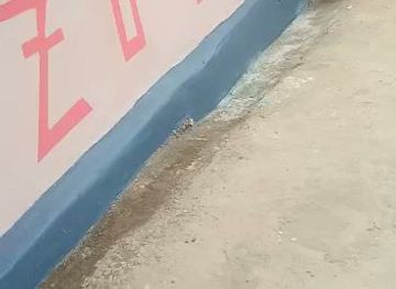 cameroon/mefou-national-park/bar/le-zolo