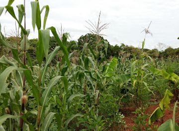 panama/azuero-peninsula/bar/jardin-corozal
