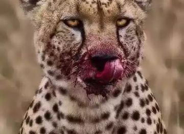 turkmenistan/mary-region/bar/elin-pizza