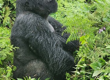rwanda/volcanoes-national-park/bar/volcanoes-national-park