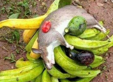 burkina-faso/ouahigouya/bar/buvette-chez-tinto