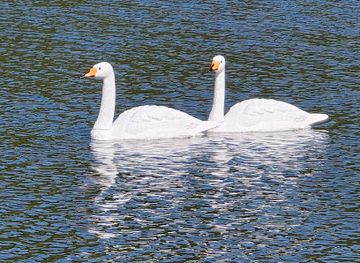 finland/paijat-hame/bar/bar-monaco