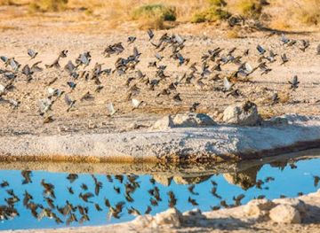 jordan/shawmari-wildlife-reserve/bar/shaumari-wildlife-reserve-playground