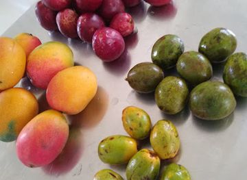 peru/iquitos/punchana/bar/pihuichitos-charap-bar