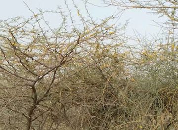 india/thar-desert/bar/devi-s-english-wine-shop