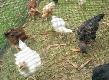 indonesia/tana-toraja/bar/rante-kata