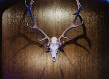 alabama/tuskegee-national-forest/bar/session-cocktails