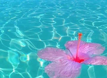 the-bahamas/new-providence/bar/itanimulli