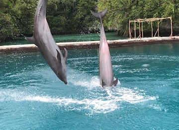 micronesia/pingelap-atoll/bar/dolphins-pacific