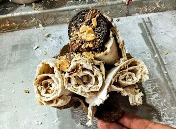 algeria/chrea-national-park/bar/cloud