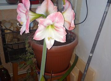 romania/ramnicu-valcea/bar/la-pispirica-la-w