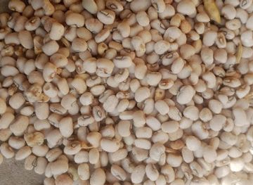 niger/maradi-region/bar/rosario