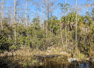 florida/big-cypress-national-preserve/bar/trail-head-big-cypress-national-preserve-mile-marker-70-hike-in-only