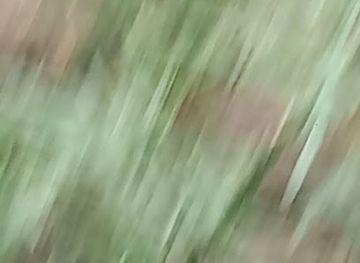 mongolia/khentii-mountains/bar/