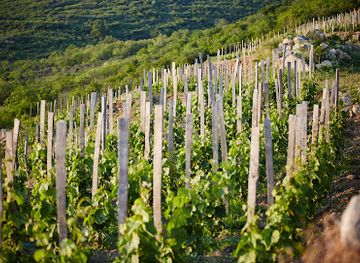 hungary/tokaj-wine-region/bar/gizella-pince
