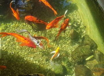 trinidad-and-tobago/toco-lighthouse/bar/nixon-bar-guest-house