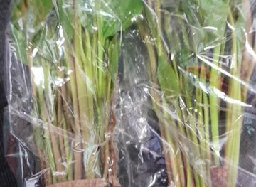 ethiopia/shewa/bar/dawed-bercha-abakoran