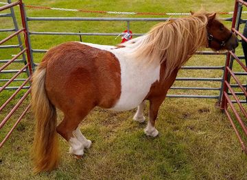 united-kingdom/shetland/bar/voe-public-hall